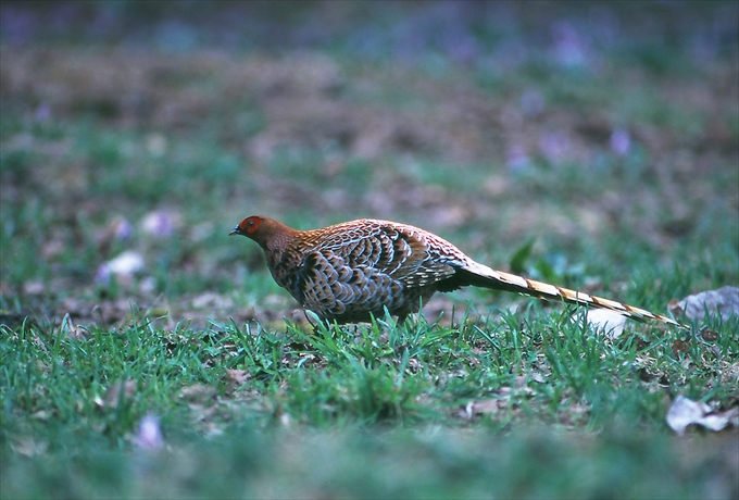 野鳥、森