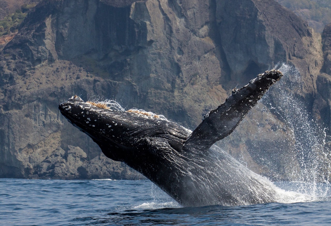 ザトウクジラのジャンプ