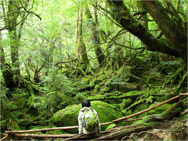 苔むした森の写真