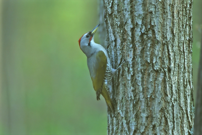 wild birds and forest