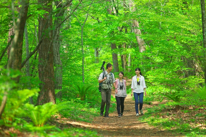 wild birds and forest