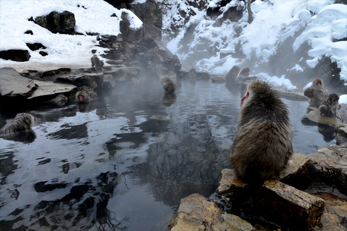 Japanese monkey