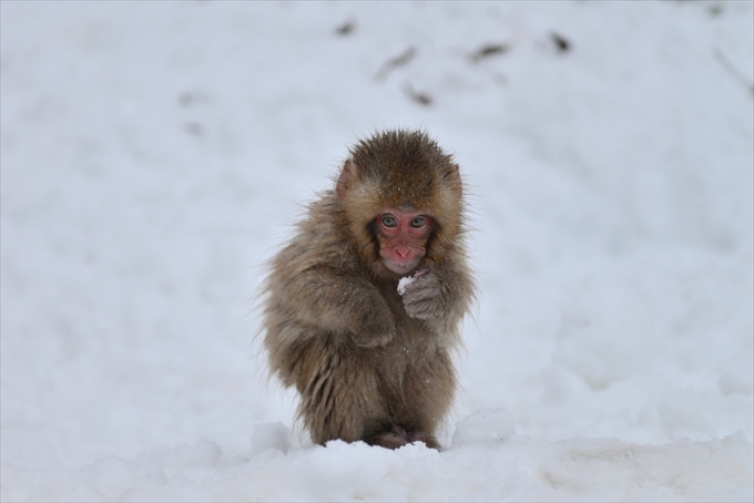 Japanese monkey