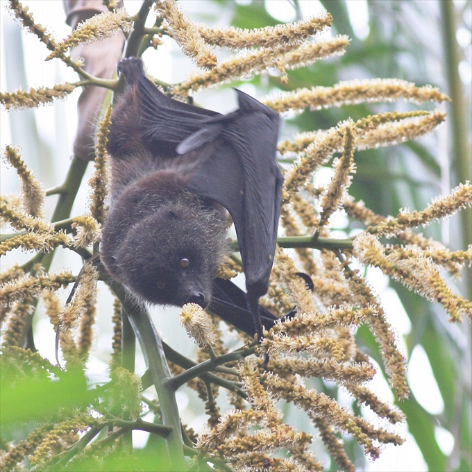 Ogasawara megabat