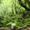 Yakushima (Kagoshima pref) – Moss grown forest and  huge trees.