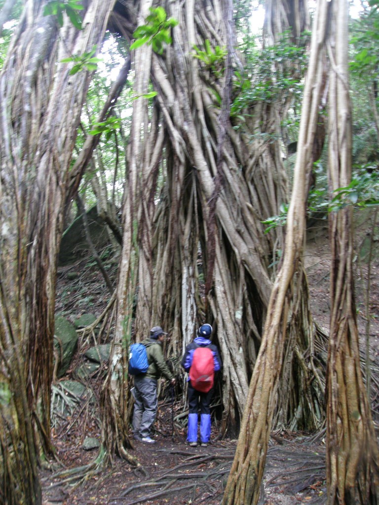 a photo of Gajumaru Banyan or Akou (Ficus superba) trees, and Yaku Macaque.