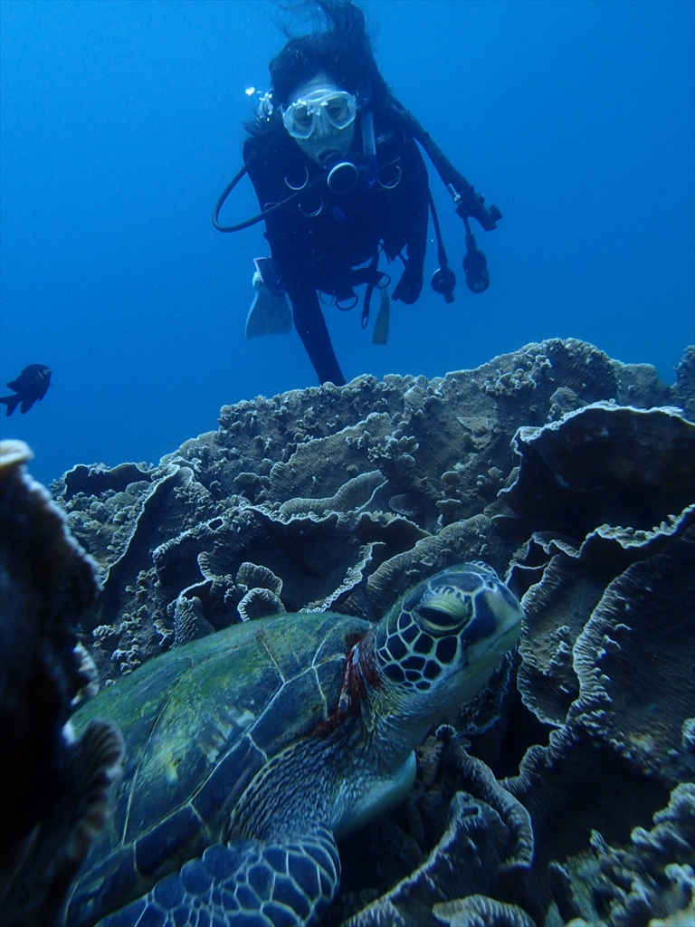 a marine turtle